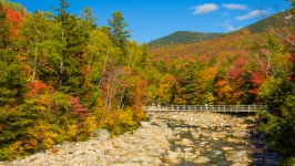 Bridge In Forest In Autumn
