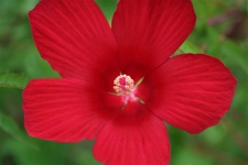 Bright Red Hibiscus Close-up