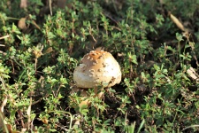 Brown Amanita Mushroom