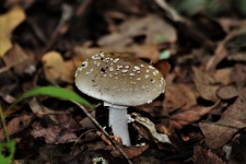 Brown Amanita Mushroom In Leaves