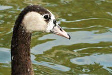 Brown And White Goose Portrait
