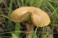 Brown Bolete Mushroom Close-up