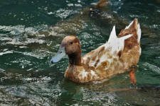 Brown Duck Swimming In Lake