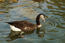 Brown Goose Fishing In Lake
