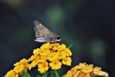 Brown Skipper Butterfly On Lantana