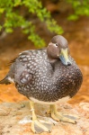 Brown Spotted Duck