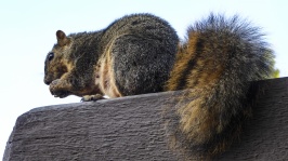 Bryant's Fox Squirrel Eating