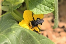 Bumble Bee On Cucumber Bloom