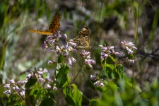 Butterflies On Wildflowers