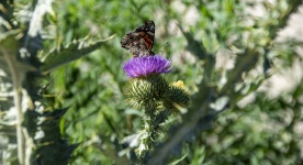 Butterfly On A Cardoon Bloom
