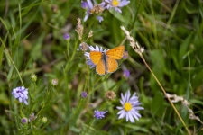 Butterfly On Daisies