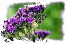 Butterfly On Wildflowers