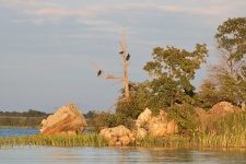 Buzzards In Tree On Lake Shore