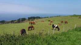 Horses On A Hill In The North Of