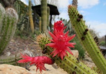 Cactus, Flower, Red