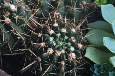 Cactus With Thorns In A Pot