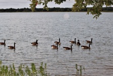 Canada Geese Swimming To Lake Shore