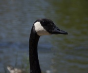 Canadian Goose