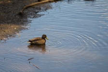 Duck Paddling In A Pond