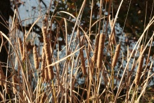 Cattails In Fall Close-up