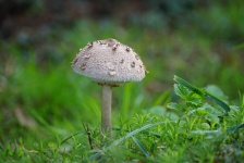 Edible Mushroom, Lepiot