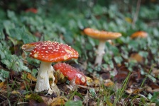 Toxic Mushroom, Danger