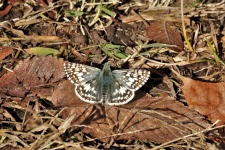 Checkered Skipper Butterfly In Fall