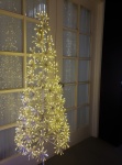 Christmas Tree And Window