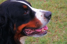 Close Profile Of A Large Dog