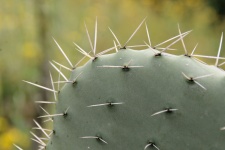 Close Up Of Cactus Thorns