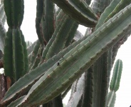 Close-up Of Tall Ribbed Cactus
