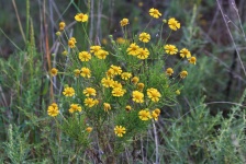 Common Sneezeweed Flowers