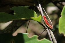 Costa Rica Caterpillar
