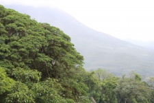 Costa Rica Jungle Forest