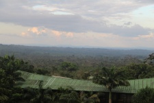 Costa Rica Jungle Forest