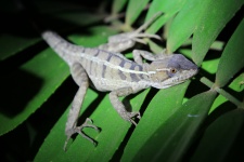 Costa Rica Lizard