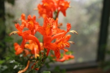 Costa Rica Orange Flower