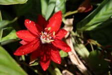 Costa Rica Red Flower