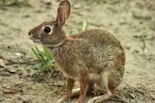 Cottontail Rabbit Close-up