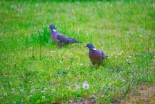 Couple Of Turtledoves In A Meadow