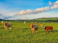 Cows On Pasture