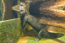 Crocodile Underwater