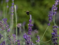 Cuckoo Bumblebee Flying