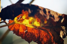 Curling Rust Coloured Vine Leaf