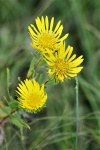 Curlycup Gumweed Flowers Close-up