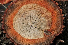 Cut Log Close-up Background