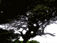 Cutout Image Of A Large Tree