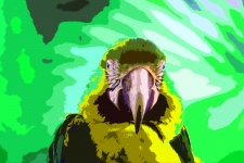 Cutout Image Of Parrot