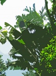 Cutout Image Of Tropical Vegetation