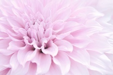 Dahlia Pink Flower